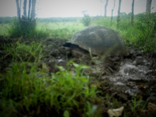 More Giant Tortoise in the wild!
