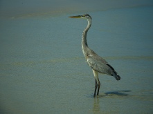 Heron, captured at the beach en route to the wall