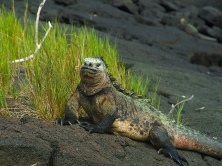 Male Marine Iguana with mating colours on full display, captured en route to the wall